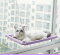 SUNNY SEAT- O Paraíso Ensolarado para o seu Gato Desfrutar na Janela! - Agapê 